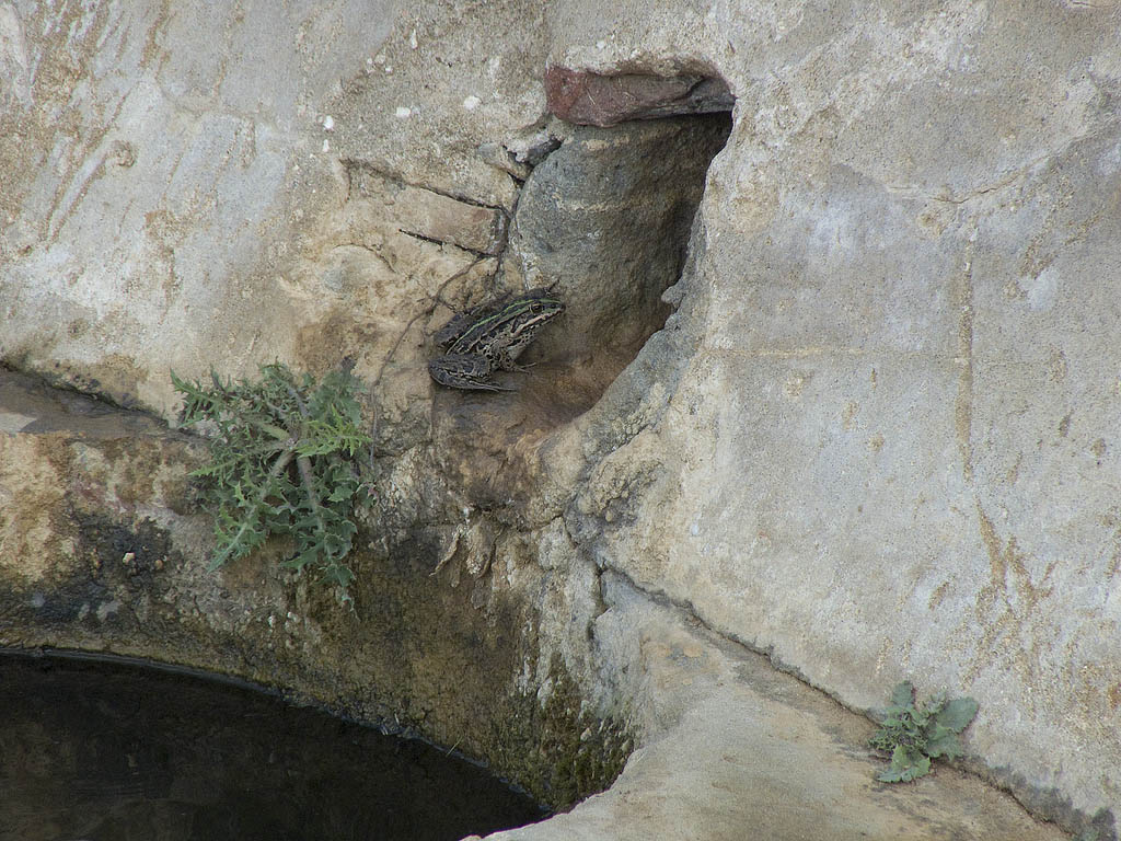 Ripristino di un fontanile a Baratti (Piombino - LI)